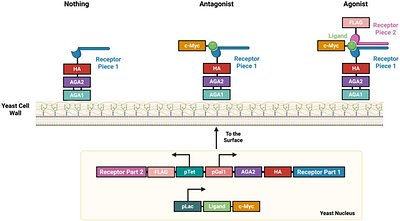 A Yeast Surface Display Platform for Screening Dimeric Mammalian Receptors