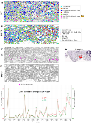 Multiomic Spatial Imaging Assay (MSIA) -- A High-plex In Situ Detection Method for mRNAs, Proteins, and Protein-Protein Interactions using Manual And Semi-Automated Workflows