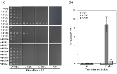 AtPUP5 functions as a plasma membrane flavin transporter regulating localized riboflavin distribution in Arabidopsis