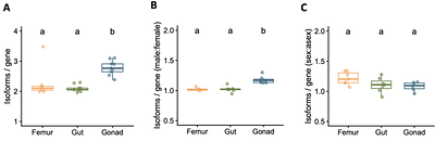Alternative splicing shapes sexual dimorphism and erodes following the loss of sex in stick insects