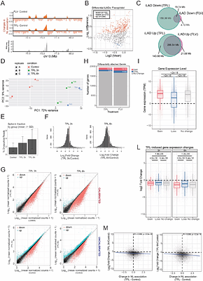 Transcription controls chromatin-nuclear lamina contacts through distinct Lamin A and LBR tethering mechanisms