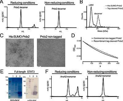 Challenges in reconstituting the peroxiredoxin 2:STAT3 transient redox-relay complex in vitro