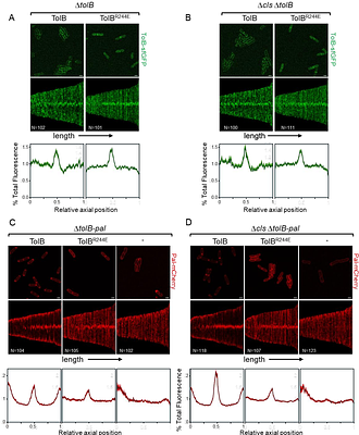 Lipid interactions are important for the Tol-Pal complex in maintaining outer membrane lipid homeostasis
