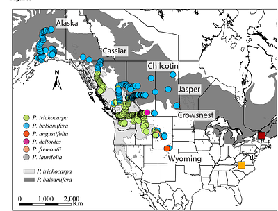 The role of cytonuclear interactions to plant adaptation across a Populus hybrid zone