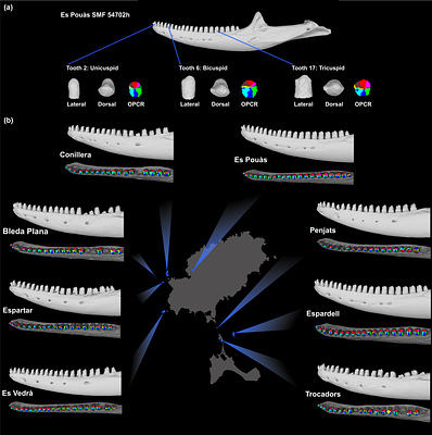 Microevolutionary trends of tooth complexity in the Ibiza wall lizard, Podarcis pityusensis, mirror macroevolutionary trends in squamates