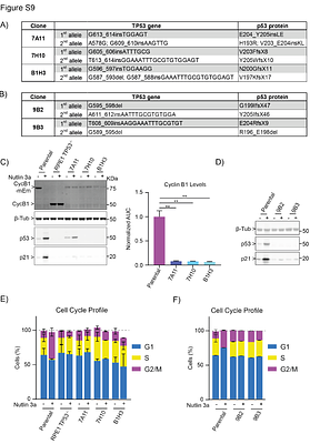 Spatial control of the APC/C ensures the rapid degradation of Cyclin B1