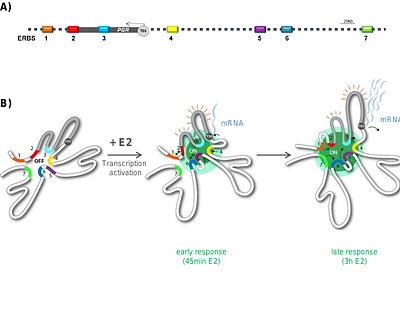 Enhancer-driven local 3D chromatin domain folding modulates transcription in human mammary tumor cells