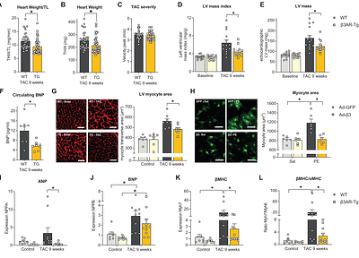 A NRF2/beta3-adrenoreceptor axis drives a sustained antioxidant and metabolic rewiring through the pentose-phosphate pathway to alleviate cardiac stress