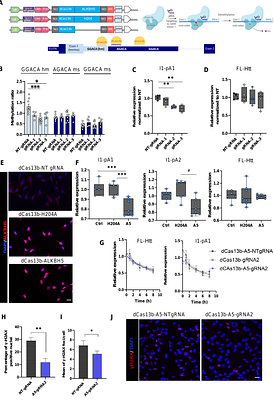 m6A RNA modification of mHtt intron 1 regulates the generation of Htt1a in Huntington's Disease
