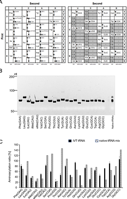A Fully Defined Yeast iVT tRNA Translation Platform and the Synergistic Role of eIF5A and Mg2+