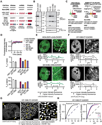 FUS and TAF15 safeguard the critical functions of the ribonucleoprotein network formed by EWSR1 and newly synthesized RNA