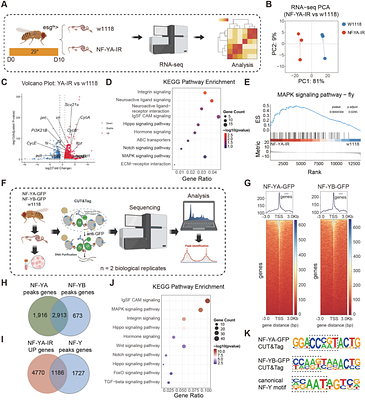 Homeostatic control of stem cell activity during intestinal regeneration.