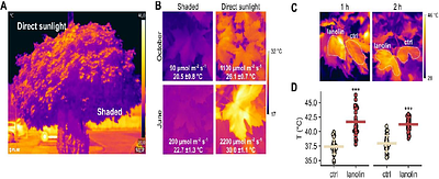 Transpiration, Photoinhibition and Non-photochemical Quenching Reciprocally Control Foliar Heat Emission