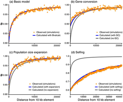 The B-value calculator: expected diversity under background selection