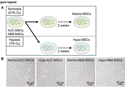 Metabolic reprogramming and partial acquisition of cancer stem cell-like phenotype in human umbilical cord-mesenchymal stem cells under hypoxia