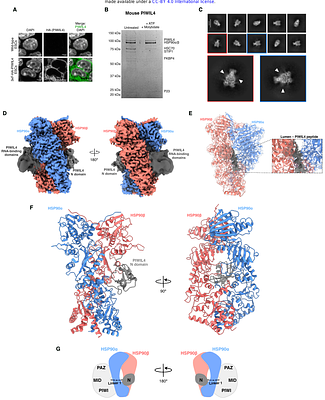 The structure of the apo-PIWI HSP90 complex