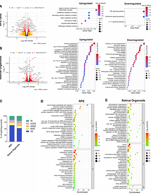 Cell-autonomous restoration of splicing homeostasis and RP11 phenotype in patient-derived RPE and retinal organoids by PRPF31.AAV gene therapy