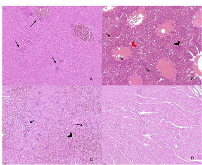 First report of Photobacterium damselae subspecies damselae in Razorbill (Alca torda)