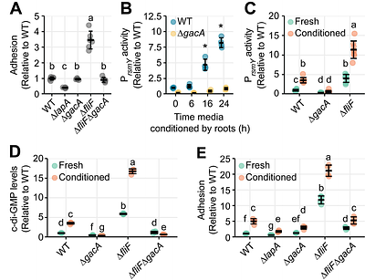 The gac system integrates physical and chemical cues to promote plant root attachment