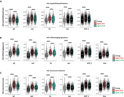 Targeting cellular senescence alleviates bone marrow aging