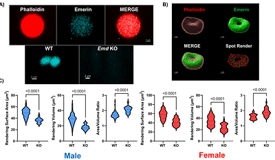 Canonical nuclear envelope protein emerin regulates structure and integrity of the erythrocyte plasma membrane