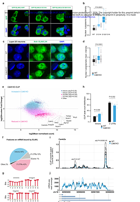 CDKL5 phosphorylates neuronal ELAVL proteins to promote mRNA binding, protein synthesis and visual cortex development