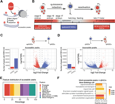 Neural stem cell quiescence is actively maintained by the epigenome
