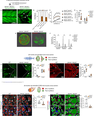 fhl2b expression ameliorates muscular dystrophy