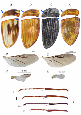 A review of Sisyphini Dung Beetles (Coleoptera: Scarabaeinae) endemic to Mauritius: insights from subfossil evidence and phylogenetic analysis