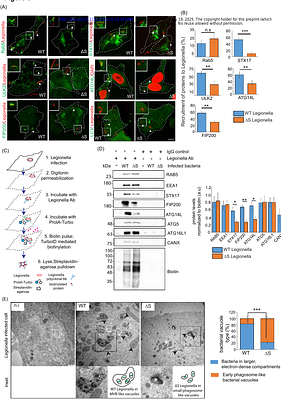 Phosphoribosyl ubiquitination of SNARE proteins regulate autophagy in Legionella infection