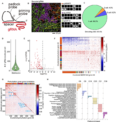 Sequencing-free whole genome spatial transcriptomics at molecular resolution in intact tissue