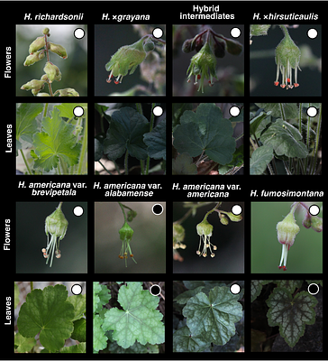 SPECIES DELIMITATION IN AN INTRACTABLE SYNGAMEON: BRINGING ORDER TO THE POLYPHYLETIC HEUCHERA AMERICANA GROUP