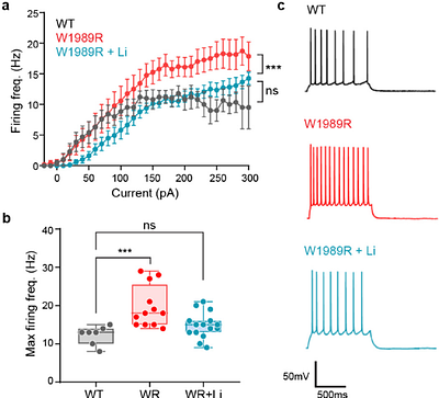 Effects of chronic lithium treatment on neuronal excitability and GABAergic transmission in an Ank3 mutant mouse model