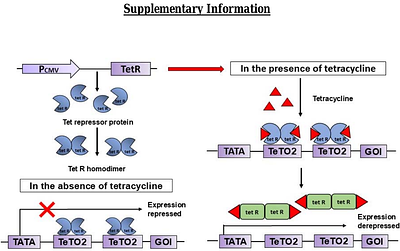 Tetracycline-Regulated Inducible CB2 Expression in AtT20 Cells: A Functional Assay for Quantifying Ligand Efficacy