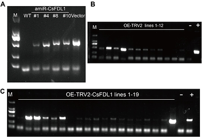 CsFDL1-CsFTL3 complex represses CsFTL3 via negative feedback to fine-tune flowering in Chrysanthemum seticuspe