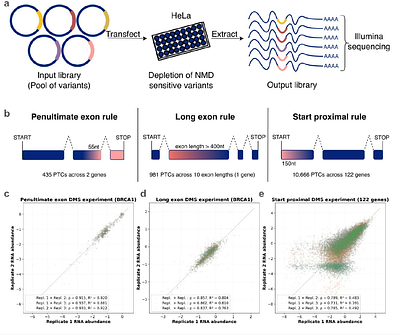 Quantitative prediction of nonsense-mediated mRNA decay across human genes by genomic language model and large-scale mutational scanning