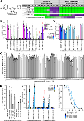 The Nematicide Tioxazafen Disrupts Proteasome Function via Cytochrome P450 Bioactivation