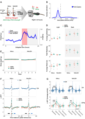 Striatal signaling tracks naturalistic short-term fluctuations in hunger-satiety