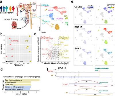 Quantification of single cell-type-specific alternative transcript initiation