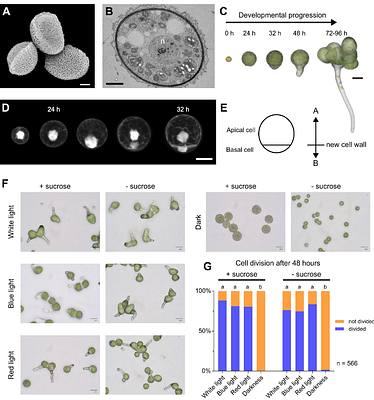 PHOTOTROPIN-mediated blue light signaling orients the asymmetry of Marchantia polymorpha spores