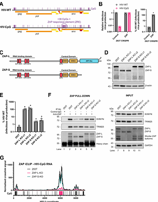 Defining the ordered pathway for ZAP-mediated RNA decay