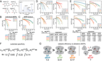 Allosteric substrate activation of SAMHD1 shapes deoxynucleotide triphosphate imbalances by interconnecting the depletion and biosynthesis of different dNTPs