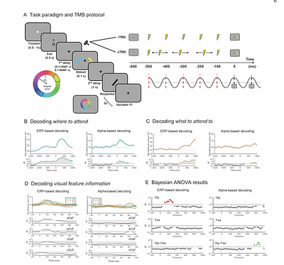 The causal roles of parietal alpha oscillations and evoked potentials in coding task-relevant information during selective attention