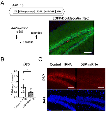 The role of desmoplakin for neuronal function in the dentate gyrus and anxiety-related behavior