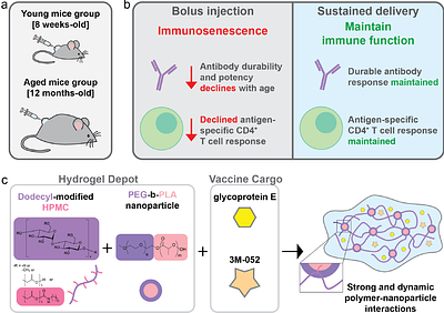Sustained Delivery of a Shingles Subunit Vaccine Overcomes Age-Related Declines in Humoral and Cellular Immunity Relative to Shingrix
