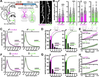 Sex-specific plasticity mechanisms mediating fear extinction