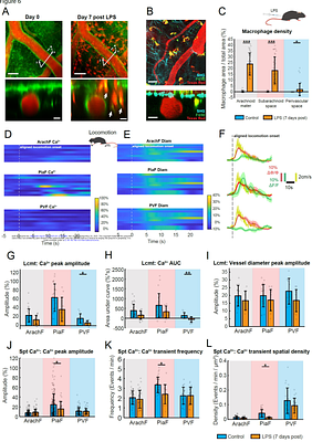 Distinct Ca2+ signatures of leptomeningeal fibroblast subgroups in awake mouse brains in health and inflammation