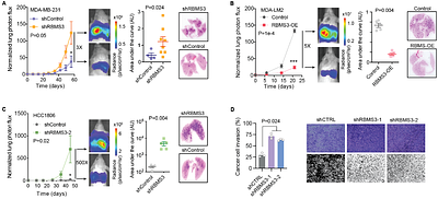 Integrative analysis of mRNA stability regulation uncovers a metastasis-suppressive program in breast cancer