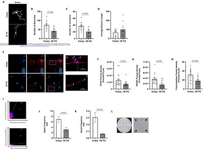 NDUFV2P1-driven modulation of mitochondrial and neuronal activities; implications to schizophrenia