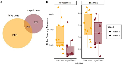Do shifts in honeybee crop microbiota enable ethanol accumulation? A comparative analysis of caged and foraging bees